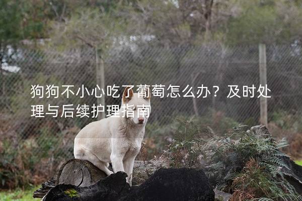 狗狗不小心吃了葡萄怎么辦？及時處理與后續護理指南