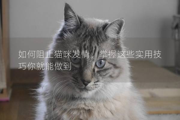 如何阻止貓咪發(fā)情，掌握這些實用技巧你就能做到