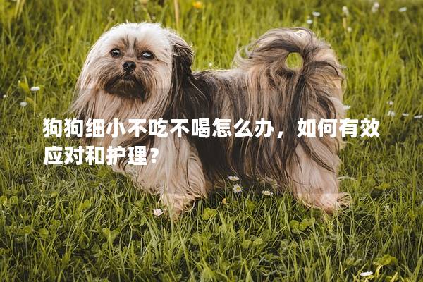 狗狗細小不吃不喝怎么辦，如何有效應對和護理？