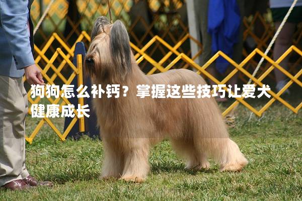 狗狗怎么補鈣？掌握這些技巧讓愛犬健康成長