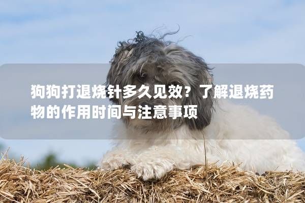 狗狗打退燒針多久見效？了解退燒藥物的作用時間與注意事項