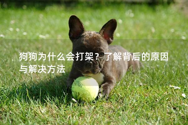 狗狗為什么會打架?了解背后的原因與解決方法 狗狗為什么會打架?了解背后的原因與解決方法
