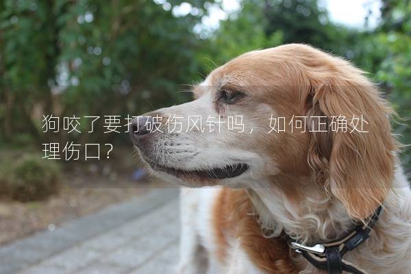 狗咬了要打破傷風針嗎,如何正確處理傷口? 狗咬了要打破傷風針嗎,如何正確處理傷口?
