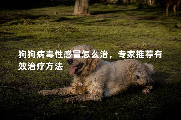 狗狗病毒性感冒怎么治，專家推薦有效治療方法