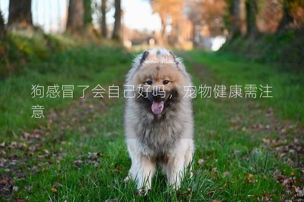狗感冒了會(huì)自己好嗎，寵物健康需注意