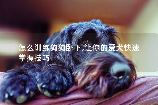 怎么訓練狗狗臥下,讓你的愛犬快速掌握技巧