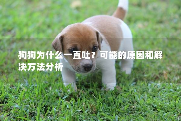 狗狗為什么一直吐？可能的原因和解決方法分析