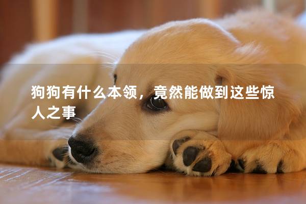 狗狗有什么本領，竟然能做到這些驚人之事