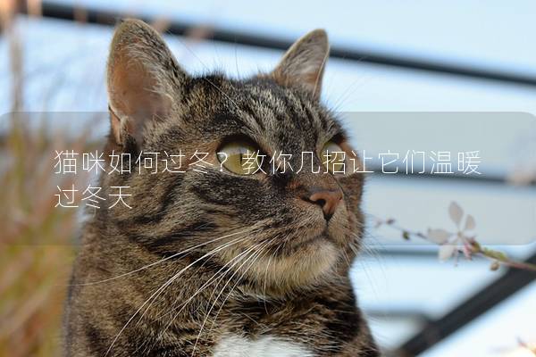貓咪如何過冬？教你幾招讓它們溫暖過冬天