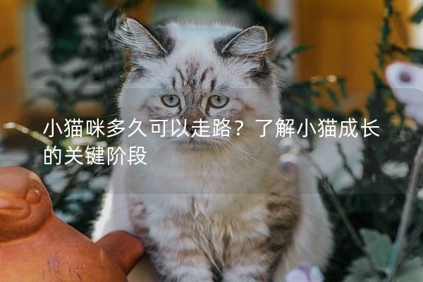 小貓咪多久可以走路？了解小貓成長的關鍵階段