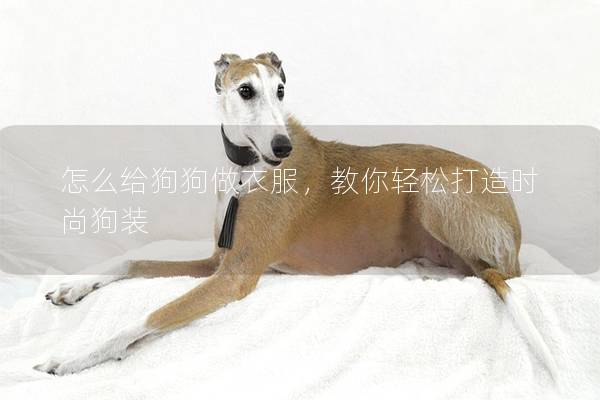 怎么給狗狗做衣服，教你輕松打造時尚狗裝