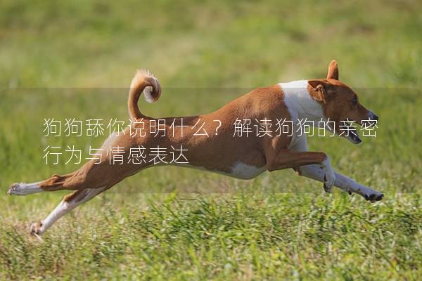 狗狗舔你說明什么?解讀狗狗的親密行為與情感表達 狗狗舔你說明什么?解讀狗狗的親密行為與情感表達