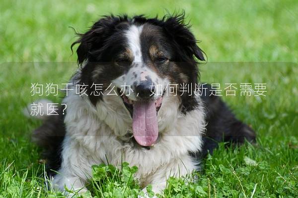 狗狗干咳怎么辦,如何判斷是否需要就醫(yī)?