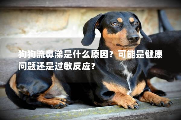 狗狗流鼻涕是什么原因？可能是健康問題還是過敏反應？