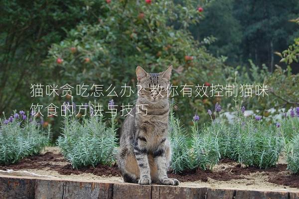 貓咪貪吃怎么辦?教你有效控制貓咪飲食的方法與技巧 貓咪貪吃怎么辦?教你有效控制貓咪飲食的方法與技巧