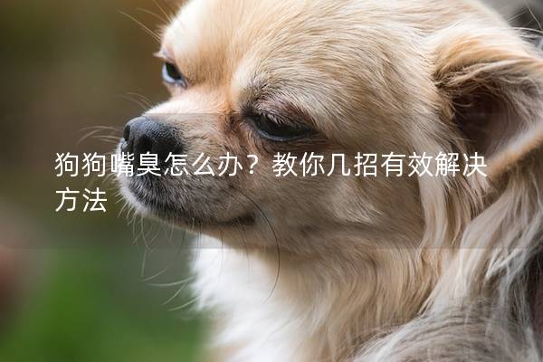 狗狗嘴臭怎么辦？教你幾招有效解決方法