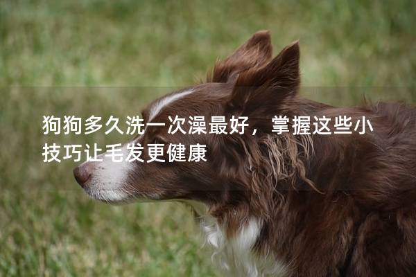 狗狗多久洗一次澡最好，掌握這些小技巧讓毛發更健康