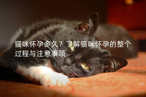 貓咪懷孕多久?了解貓咪懷孕的整個過程與注意事項 貓咪懷孕多久?了解貓咪懷孕的整個過程與注意事項