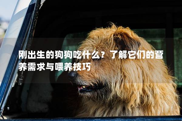 剛出生的狗狗吃什么？了解它們的營養需求與喂養技巧