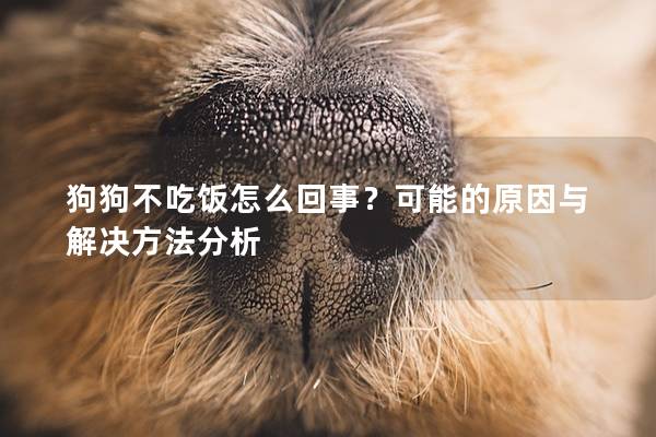 狗狗不吃飯怎么回事？可能的原因與解決方法分析