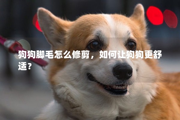 狗狗腳毛怎么修剪,如何讓狗狗更舒適? 狗狗腳毛怎么修剪,如何讓狗狗更舒適?