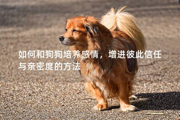如何和狗狗培養感情，增進彼此信任與親密度的方法