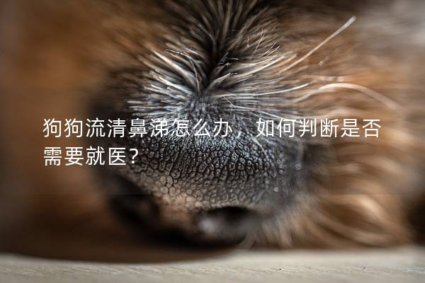 狗狗流清鼻涕怎么辦，如何判斷是否需要就醫？