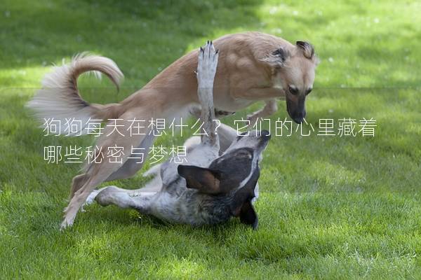 狗狗每天在想什么？它們的心里藏著哪些秘密與夢想