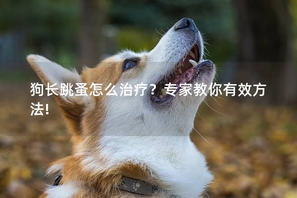 狗長(zhǎng)跳蚤怎么治療?專家教你有效方法! 狗長(zhǎng)跳蚤怎么治療?專家教你有效方法!