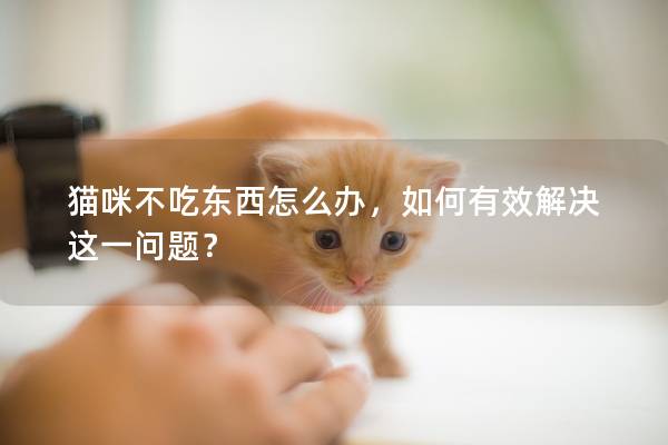 貓咪不吃東西怎么辦，如何有效解決這一問題？