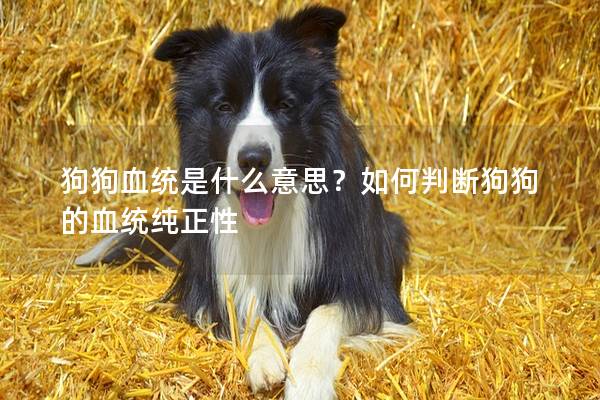 狗狗血統是什么意思？如何判斷狗狗的血統純正性