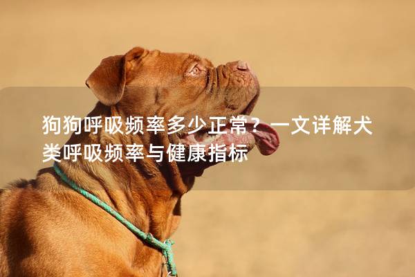 狗狗呼吸頻率多少正常？一文詳解犬類呼吸頻率與健康指標
