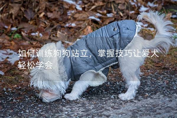 如何訓練狗狗站立，掌握技巧讓愛犬輕松學會