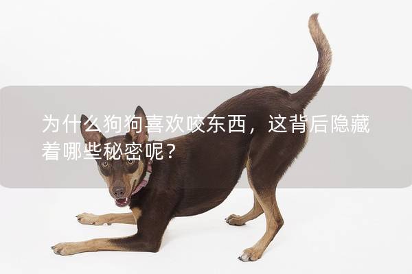 為什么狗狗喜歡咬東西，這背后隱藏著哪些秘密呢？