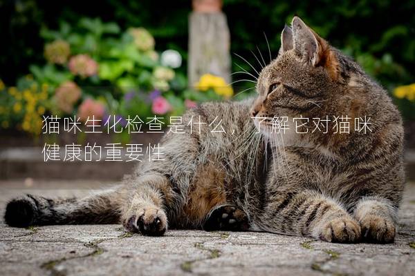 貓咪生化檢查是什么，了解它對貓咪健康的重要性