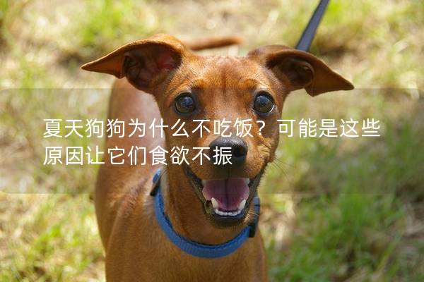夏天狗狗為什么不吃飯?可能是這些原因讓它們食欲不振 夏天狗狗為什么不吃飯?可能是這些原因讓它們食欲不振