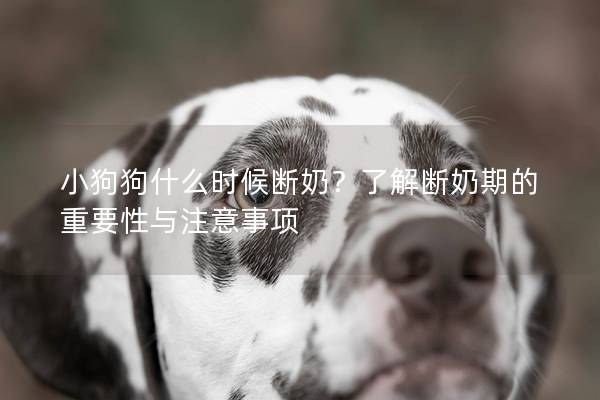 小狗狗什么時候斷奶？了解斷奶期的重要性與注意事項