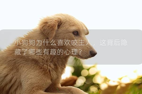 小狗狗為什么喜歡咬主人，這背后隱藏了哪些有趣的心理？