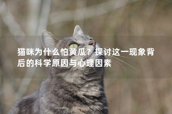 貓咪為什么怕黃瓜？探討這一現象背后的科學原因與心理因素