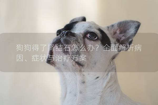 狗狗得了腎結石怎么辦？全面解析病因、癥狀與治療方案
