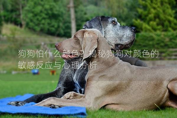 狗狗怕什么顏色？揭秘狗狗對顏色的敏感反應(yīng)與心理分析