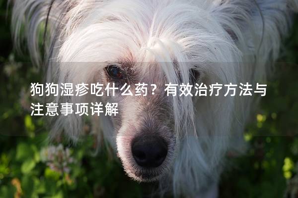 狗狗濕疹吃什么藥？有效治療方法與注意事項詳解