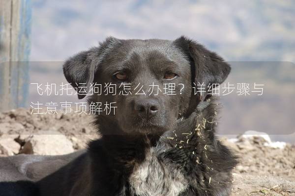 飛機托運狗狗怎么辦理？詳細步驟與注意事項解析