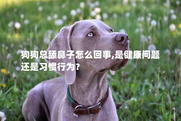 狗狗總舔鼻子怎么回事,是健康問題還是習慣行為？