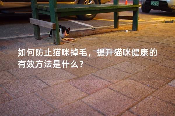 如何防止貓咪掉毛，提升貓咪健康的有效方法是什么？