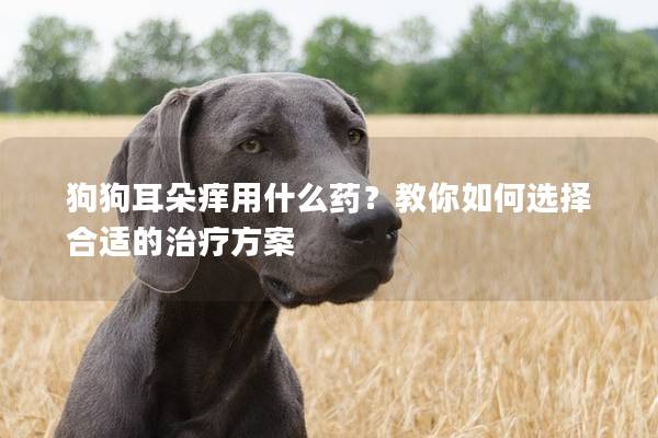 狗狗耳朵癢用什么藥？教你如何選擇合適的治療方案