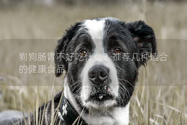 狗狗腸胃不好吃什么？推薦幾種適合的健康食品