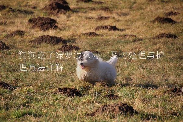 狗狗吃了綠蘿怎么辦，及時處理與護理方法詳解