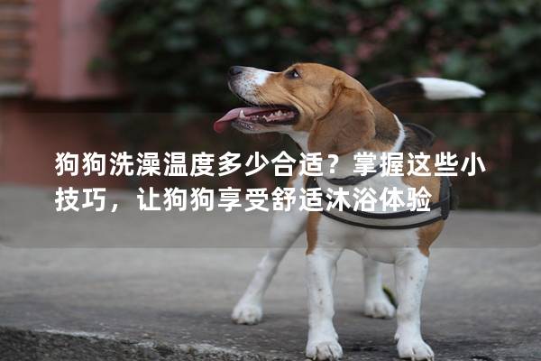 狗狗洗澡溫度多少合適？掌握這些小技巧，讓狗狗享受舒適沐浴體驗