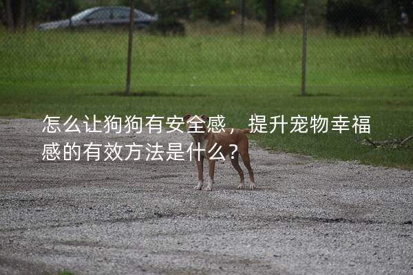 怎么讓狗狗有安全感，提升寵物幸福感的有效方法是什么？